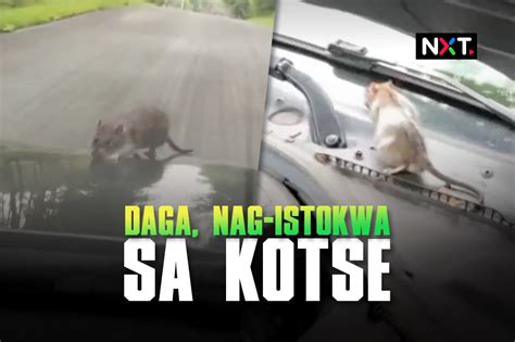 chinupa sa kotse|Nag.